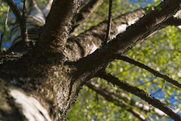  A powerful trunk of an old birch as a natural background.                              