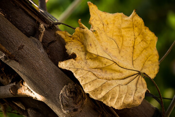 Closeup of Backlit yellow leaf on the tree during autumn season. Backdrop