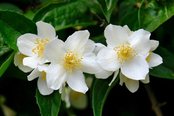 Close up of blooming flowers of jasmine Philadelphus (mock-orange)