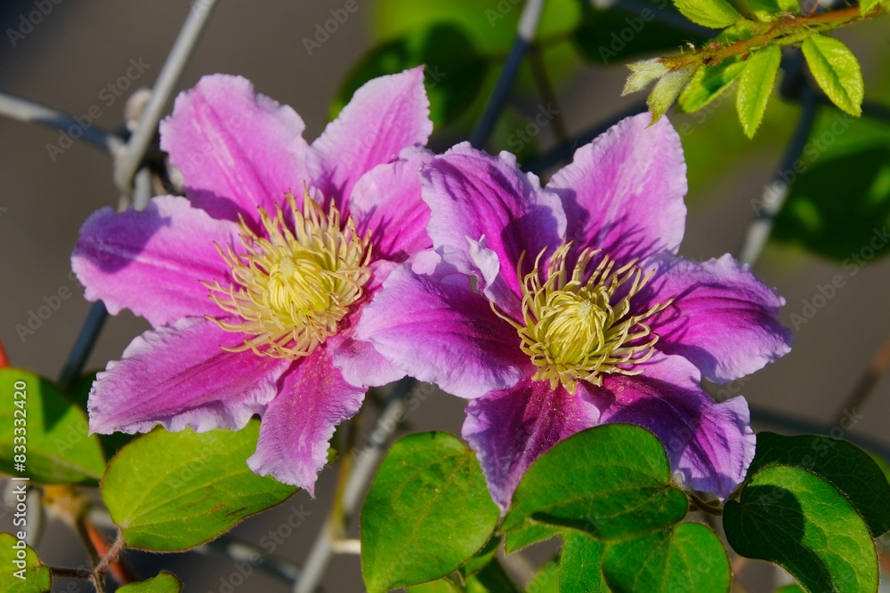 Sticker two beautiful pink flowers of clematis by metal net fence of garden