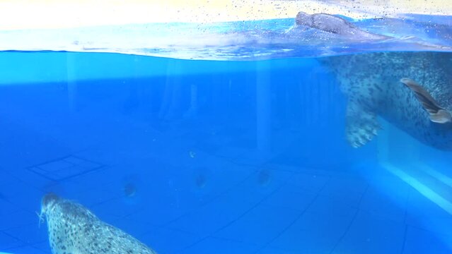 Two Spotted seals, Phoca largha, swimming underwater in the water tank pool. Closeup shot of Larga seal. 4K