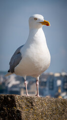 Goéland argenté 