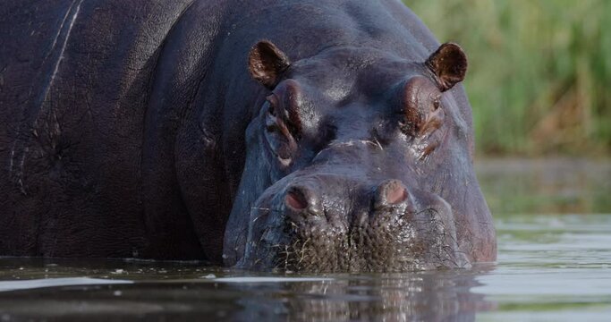 Extreme close-up of a hippo looking at camera in a river
