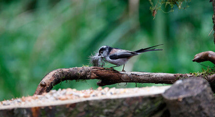 Long tailed tits collecting feathers for their nest