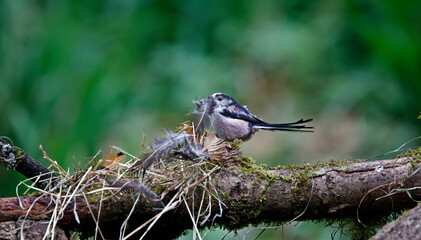 Long tailed tits collecting feathers for their nest