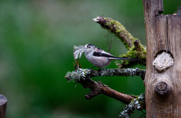 Long tailed tits collecting feathers for their nest