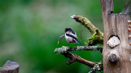 Long tailed tits collecting feathers for their nest