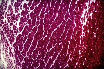 Obraz premium texture of a fabric