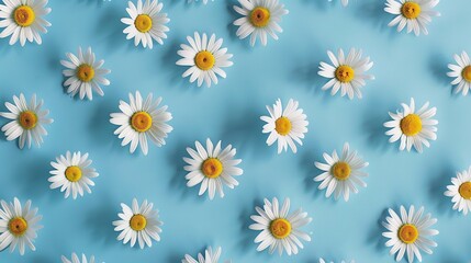 Daisy pattern. Flat lay spring and summer chamomile flowers on a blue background. Generative Ai