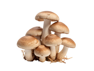 Obraz premium a group of mushrooms on a white background