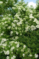 Sambucus nigra Schwarzer Holunder Habitus in Blüte
