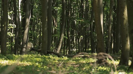 Expansive forest filled with towering, dense trees reaching towards the sky. The canopy creates a shaded environment with dappled sunlight filtering through the leaves.