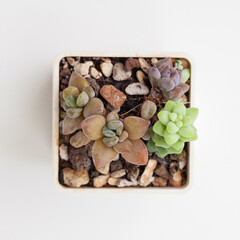 Small succulent. Houseplant in pot