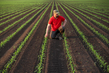 Young farmer in corn fields