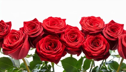 Obraz premium bouquet of red roses