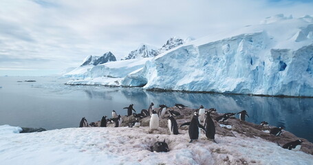 Gentoo Penguins colony on Antarctic coastline, towering ice formation and snow covered glacier in...