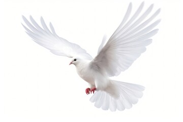 Flying white dove animal bird wildlife.