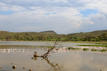 flamingos in the lake Bogoria, Kenya