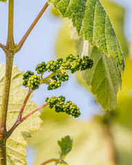Young Grapes Growing on the Vine in Early Summer