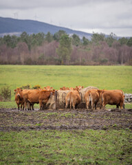 Herd of Cows Grazing Together in a Meadow