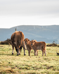 Mother Cow and Calf Grazing Together in a Green Pasture