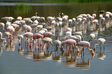 Fototapeta premium flamingos in the lake Bogoria, Kenya
