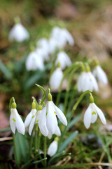 Bunch of blooming snowdrops