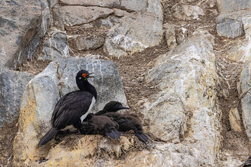 Close up of a nest of rock shags with chicks nesting on one of the Eclaireurs Islands in the Beagle Channel, just outside the harbor of Ushuaia