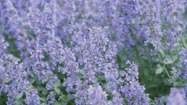 Lilac background of catnip flowers in summer