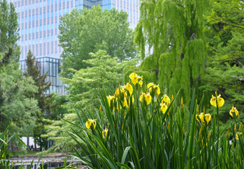 北海道庁赤レンガ前の池に咲くキショウブ / Iris pseudacorus in the pond in front of the Former Hokkaido Government Office Building (Red Brick Office)