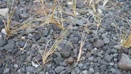 many small gray stones with dry plants close up
