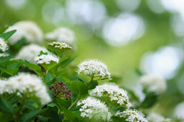マルバシモツケ / Spiraea betulifolia