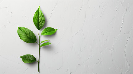 Twig with green leaves on a white background.  The concept of ecology, nature conservation.  Copy space.