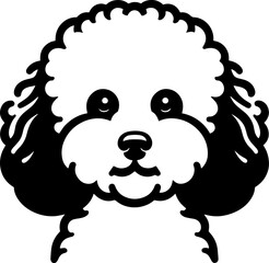 Fototapeta premium Bichon Frise15