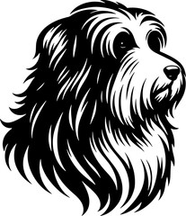 Fototapeta premium Bearded Collie15