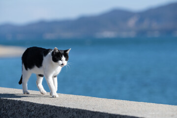 堤防を歩く猫