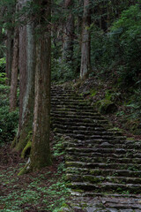 Fototapeta premium 森の中に続く石段