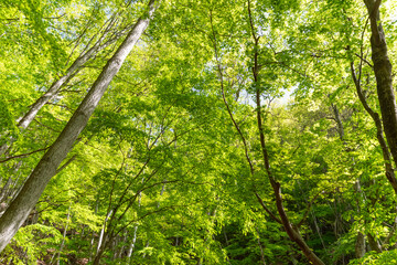 美しい新緑の森