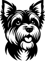 Obraz premium Australian Terrier12