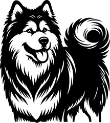 Obraz premium Alaskan Malamute10