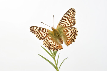 Obraz premium Closeup of a butterfly with its wings spread wide