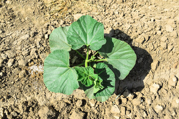 calabash plant on farm for sell are cash crops. it can used for fever, cough, pain, asthma. It is...