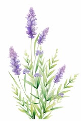 Fototapeta premium lavender themed frame or border for photos and text.delicate purple flowers and green stems. watercolor illustration, Perfect for nursery art, simple clipart, single object, white color background. 