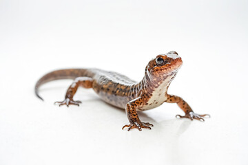 Obraz premium Red-Spotted Newt on White Background