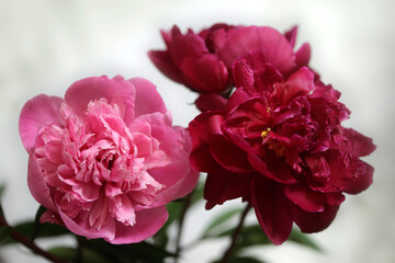 Pink peony on window sill