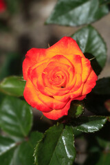 Colorful roses in spring garden