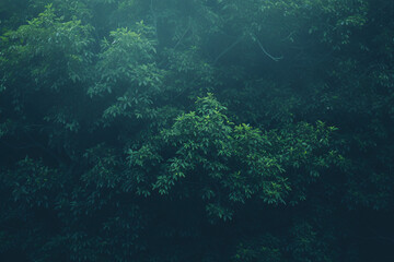 Naklejka premium image of a misty forest with thick, lush greenery creating a tranquil scene