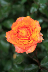 Colorful roses in spring garden