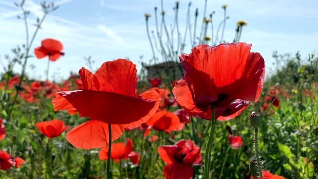 Fioritura stagionale di papaveri rossi nel mese di maggio
