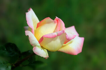 Colorful roses in spring garden